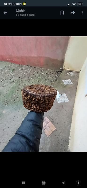 qelyan tap az: Sabirabadda qedimi papaq satılır 400azın 70ici ilin papaqdı — 1