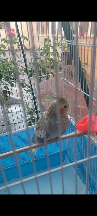 dekorativ quş: Nymph parakit (Cockatiel) – sarı gri ləkəli rəng, yanaqlarda portağal — 2