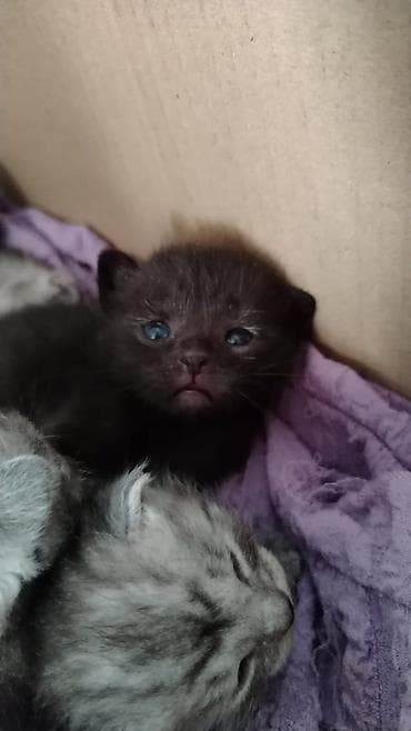 balaca şirin itler: Dişi, Yaxşı əllərə, Ünvandan götürmə — 2