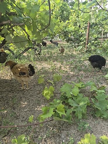 Куры: 2 ay yarımlıq 3 ay 4 aylıq kənd çolpaları.yaşıl otnan buğda — 3