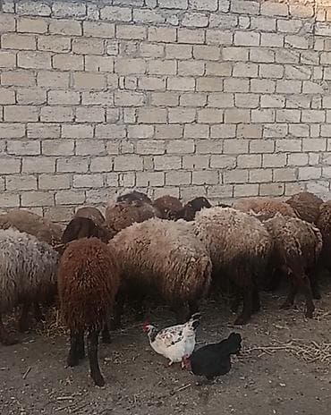 Məhsul: Qoyun sürüsü Təsvir: - Şəkillərdə görünən yerli qaragül/yerli