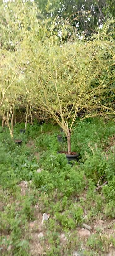 püste ağacı: Söyüd - Növ: Qoz (Juglans regia) – incə, uzunsov, yaşıl yarpaqlı — 1