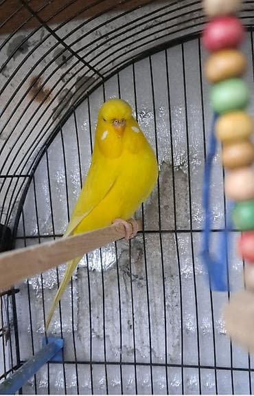 Papuqay çex tam saglam cinsi çex cinsiyəti dişi lalafo.az -da Papuqay çex tam saglam cinsi çex cinsiyəti dişi
