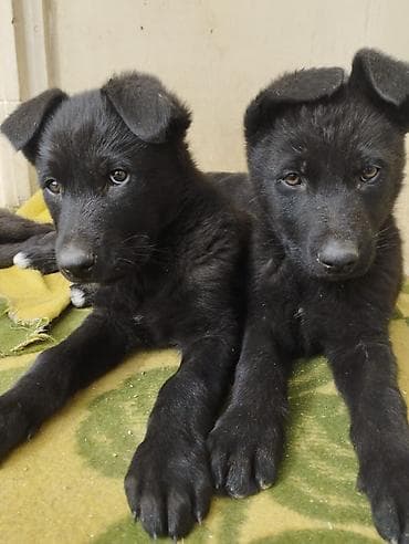 xamilyon heyvan: 2 ay, Dişi, Pulsuz çatdırılma — 7