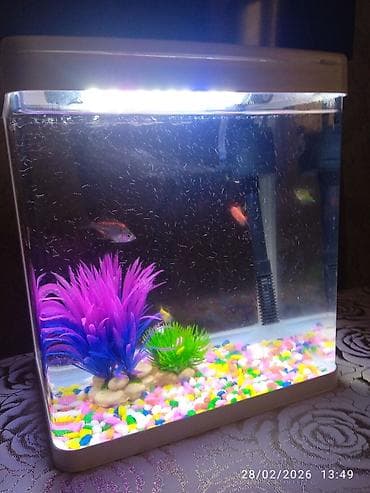 baliq akvarum: LED işıqlı mini akvarium seti - Kompakt ölçülü, şəffaf şüşə korpuslu — 3