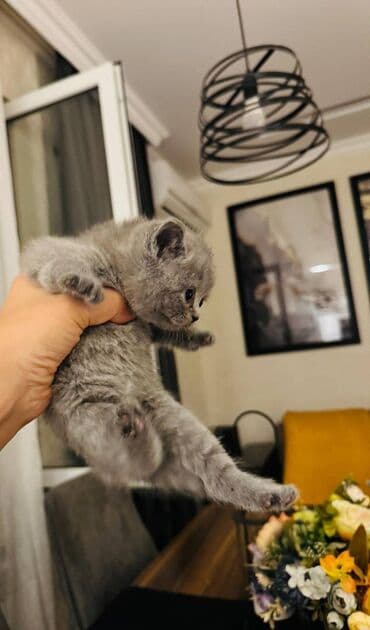 pişikler ucuz: Şotland — 4