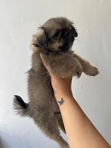 xasgi it: Pekines, 2 ay, Erkek, Peyvəndli, Ödənişli çatdırılma — 2