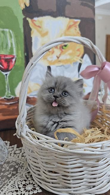 iri buynuzlu heyvan: Boz tüklü balaca pişik balası - Cinsə bənzər: uzun tüklü, yumşaq və — 2