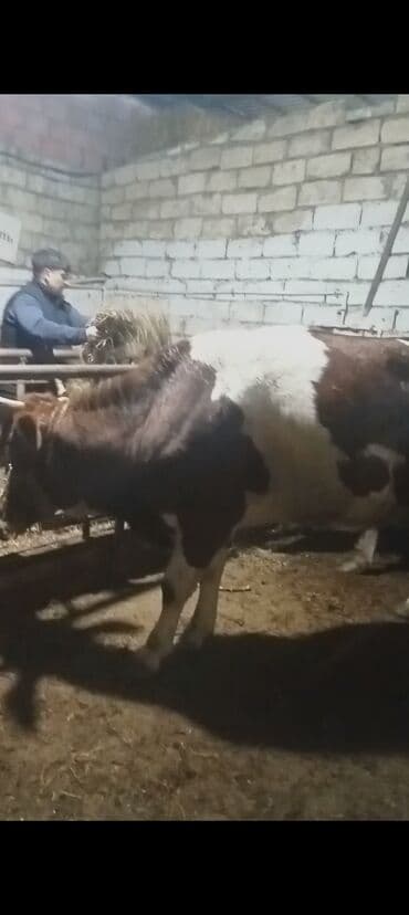 cücə və xoruz təmsil: Dişi, Simental, il: 1, 550 kq, Ətlik — 4