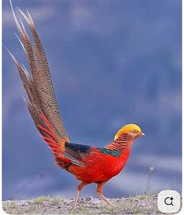 Qızılı Fazan – dekorativ və nadir quş - Parlaq rəng palitrası