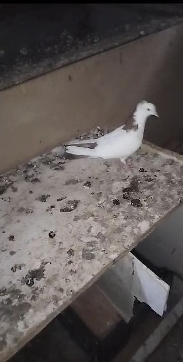 dekarativ quslar: Qirmizi boyun desde qirmizi quyrug kekil mayadi hundur dizden çilpağ — 3