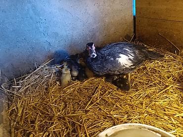 ördek: 15 ədəd 4 günlük təmiz cins lal ördək balaları.Macar,Mirvari,fındığı — 4