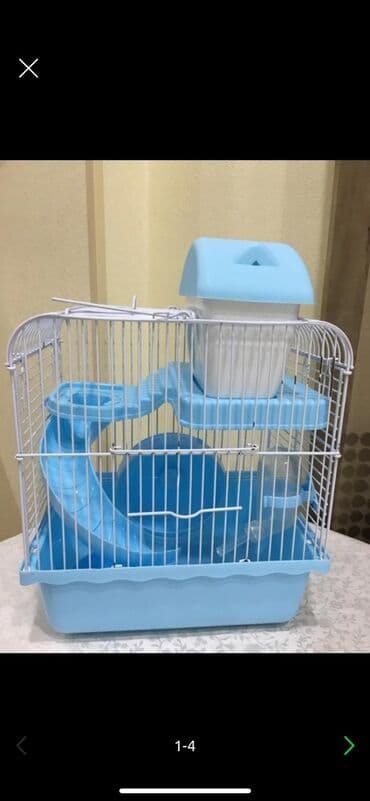 xamyak adlari: Cunqarik xamyaklar.ele öyrəşib dislemirler.her rəngdə var.qefeslerde — 5