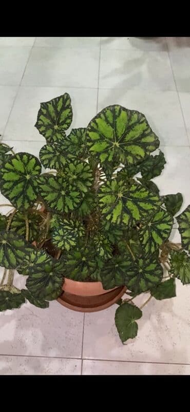 beqoniya bitkisi: Bu begoniya bitkisi iri, yaşıl və qara naxışlı yarpaqları ilə — 3