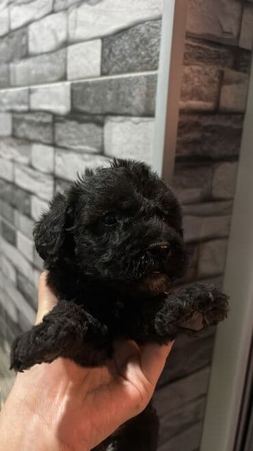 продам собаку доска объявлений sobaka: Pudel, 2 ay, Dişi, Ünvandan götürmə, Pulsuz çatdırılma — 1
