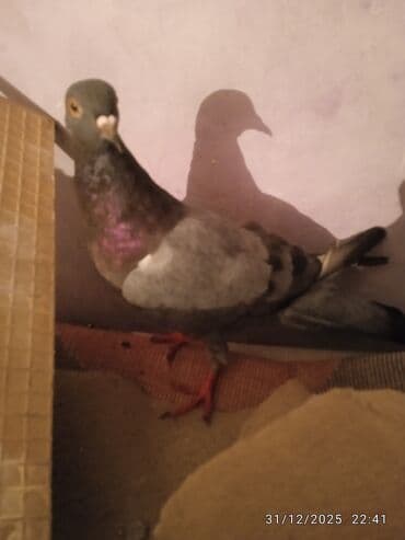 Mərmər effektli PVC panellər: Salam hazir hundur ayaq goy kemer satlir 15 tuk hec bir problemi yoxdu — 4