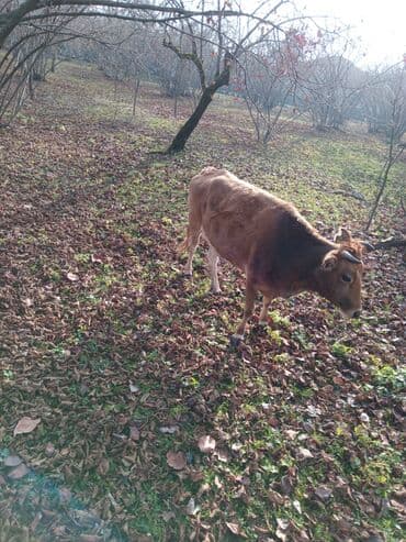 Iki dogan. qisir inek satilir