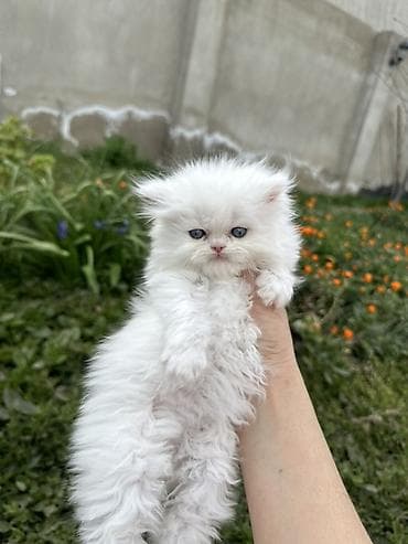 pışık: Şinşilla — 8