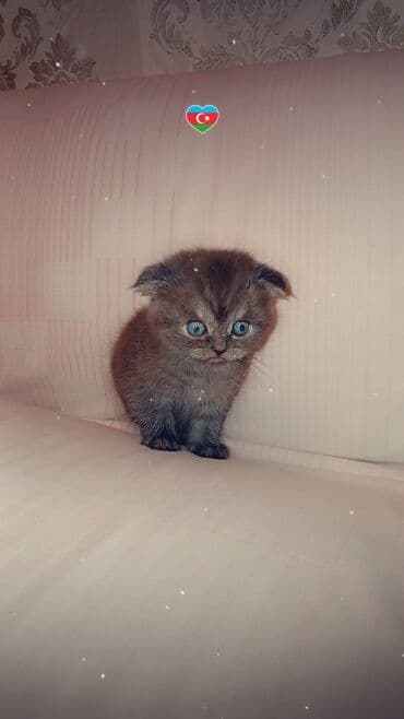 Akvariumlar: Şotland yastı qulaq, Dişi, Yaxşı əllərə — 4