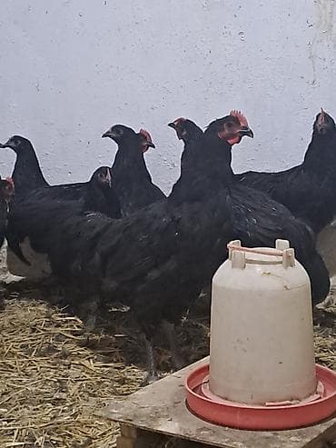 Təmiz qan avstrolop çolpalar satılır.Yalnız xoruzlar satılır çox — 2