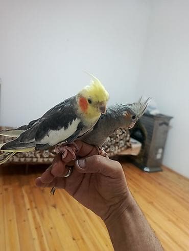korella qus: Nimfa (cockatiel) cütlüyü - Növ: Nimfa papağanı (cockatiel) - Rəng — 3