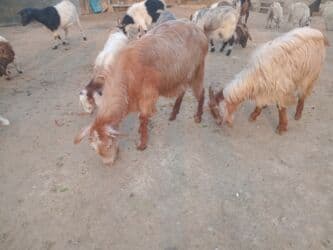 İtlər: Dişi, Hələb, il: 3, Damazlıq — 3