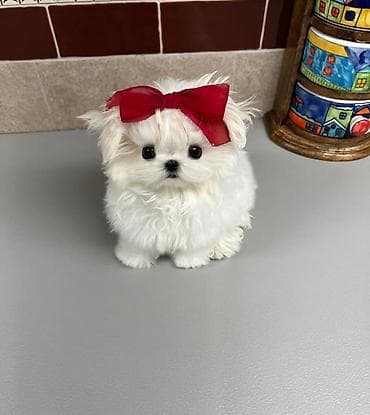 mal bazarı: Şpitz, 2 ay, Sənədli — 1