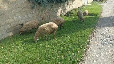 pişiyə verilən adlar: Məhsul: 5 baş Qoyunlar (anaç və gənc başlar) Təsvir: - Şəkillərdə — 7