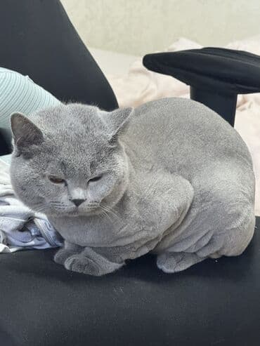 британская голубая кошка: Британская, Самец — 3