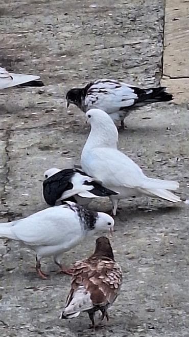 goyerçin: Ebres boyunlar 40 manat iran agbas erkey 20 manat — 8