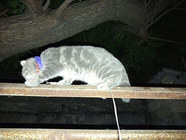 pişik üçün daraq: Şotland yastı qulaq, Dişi, Yaxşı əllərə, Ödənişli çatdırılma — 7