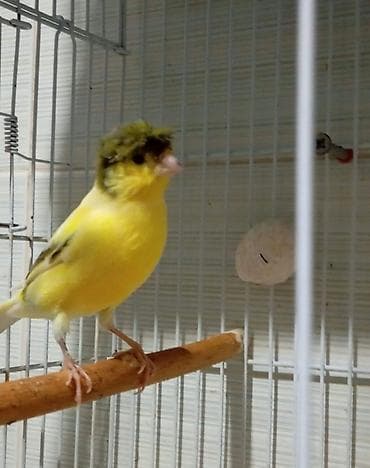 qefəs: Başlıqlı sarı kanareyka – “baştaclı/crestli” növ Məhsul təsviri: - — 1