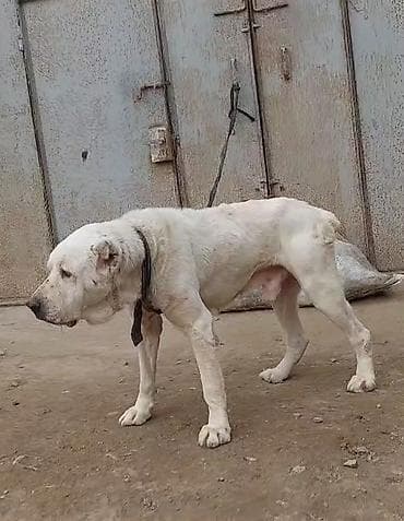 itləe: Alabay, 4 il, Erkek — 3