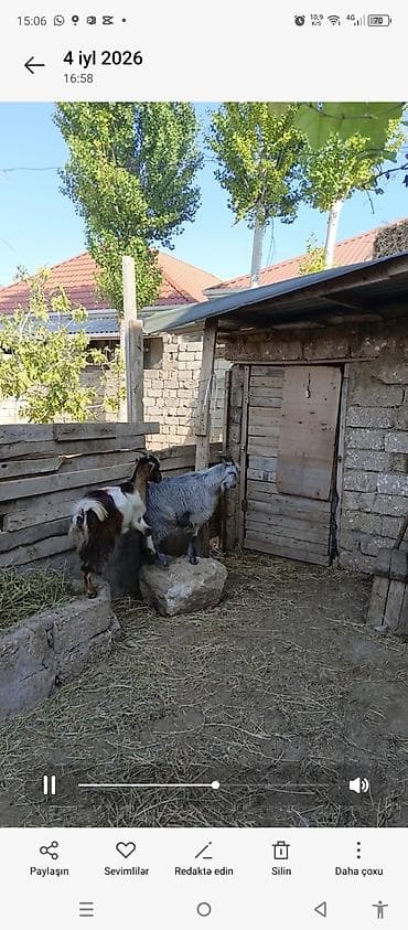 cins it: Bir erkey bir disi cepis super heyvanlardi — 3