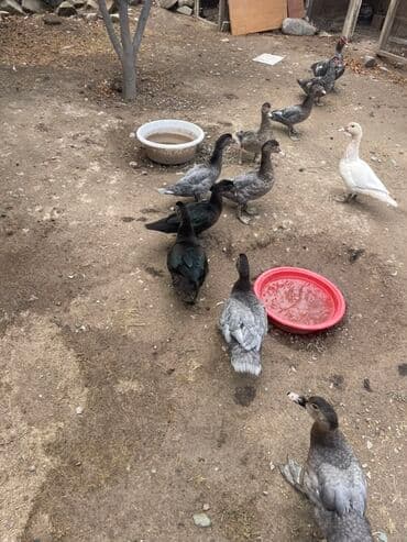 значок хары бюльбюль купить: Təmiz cins zqmrüdü rəng kül rəngi lal ördəklər satılır 3ay 4aylıq — 1