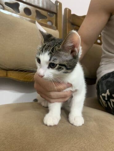 pulsuz pişiklər: Pulsuz çatdırılma — 1