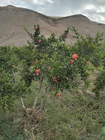 baki bina evi: 100 sot, Kənd təsərrüfatı, Mülkiyyətçi, Kupça (Çıxarış) — 3