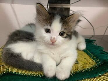 Pulsuz çatdırılma