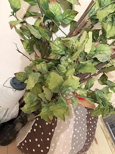 Картины и портреты: 050 832 37 83 Məhsul: Dekorativ süni ağaclar (2 ədəd) Təsvir: - — 4