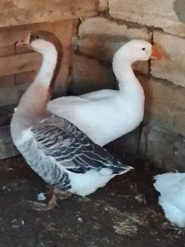 Atlar: Salam sağlam qazlardı Linda Kuban qazıdı 6ayları tamam olacaq ünvan — 2