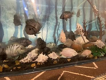 akvarium baliq bazari: Salam . Akvarium Və balıqlar bir yerdə satılır.100 manat. Çixlet — 5