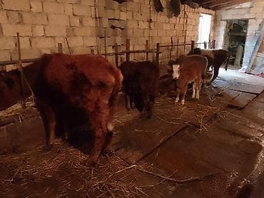 en ucuz uce: Dana, buzov, Erkək, ay: 1, 100 kq, Ətlik, Ünvandan götürmə, Ödənişli çatdırılma — 2