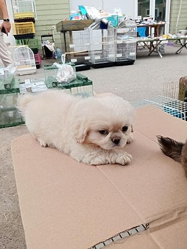 pudel satilir 2020: Pekines, Sənədli — 6