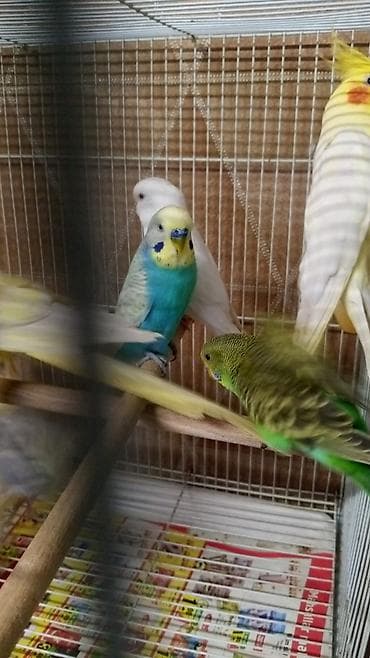 Digər heyvanlar: Korella 50 azn papuqay 15 azn Nimfa (cockatiel) cütlüyü və qəfəs dəsti — 2