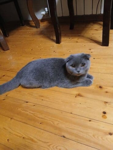 çöl pişiyi: Şotland, Erkək — 2