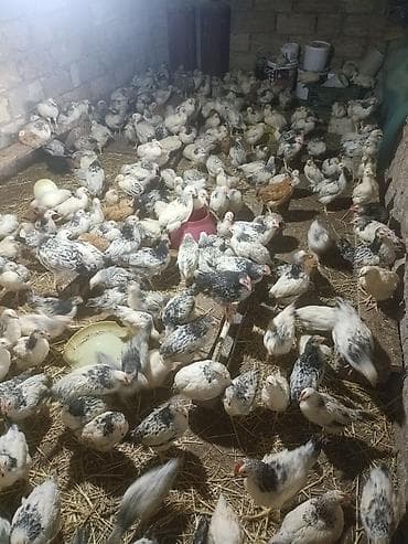 Сельхоз птицы: Куриные цыплята, Для мяса, Самовывоз — 10
