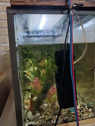 Akvarium hovsandadi . Uzunluqu 70sm. Hundurluku50sm eni 40 sm . Su