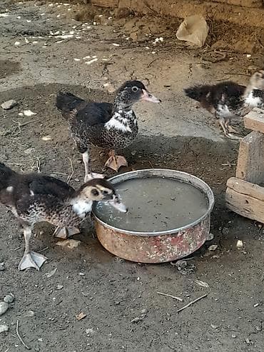 hindusqa cucesi: Ördək cücələri, Damazlıq — 3