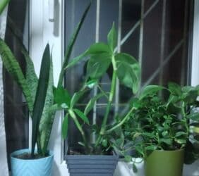 Gübrələr: Ev üçün dekorativ otaq bitkiləri dəsti - Fil qulağı/alokaziya tiplı — 4