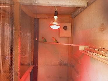 quş papuqay: Ağ başlı yaşıl sevda quşları (Lovebird) cütü – damazlıq üçün uyğun — 2